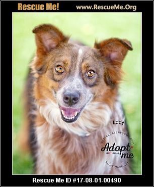 australian shepherd queensland heeler arizona australian shepherd rescue u2015 adoptions u2015 rescueme org australian shepherd queensland heeler arizona australian shepherd rescue u2015 adoptions u2015 rescueme org
