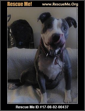 terrier staffordshire bull california rescueme animal