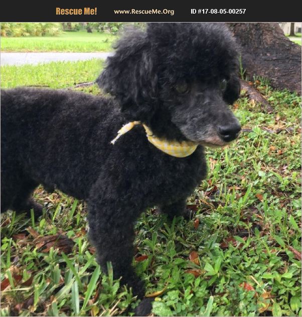 ADOPT 17080500257 ~ Poodle Rescue ~ Miami, FL