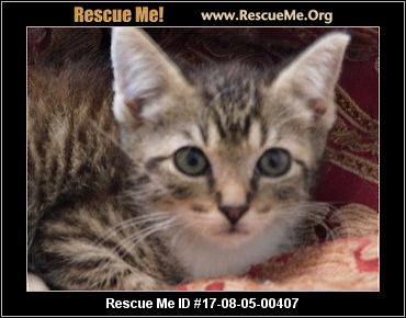 Easily Digestible Food For Old Cats Easily Digestible Food For Old Cats