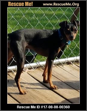 Ohio Miniature Pinscher Rescue ― ADOPTIONS ― RescueMe.Org