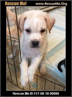 Double Dog Dare Rescue Westminster Double Dog Dare Rescue Westminster