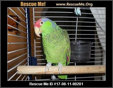 ohio bird rescue adoptions rescueme org ohio bird rescue adoptions rescueme org