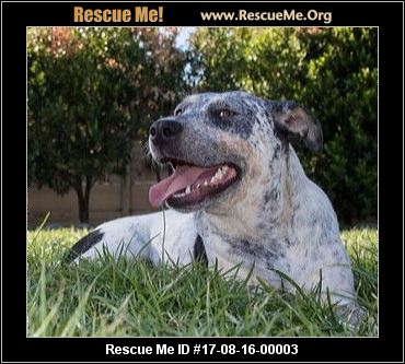 c c australian shepherds louisiana california australian cattle dog rescue u2015 adoptions u2015 rescueme org c c australian shepherds louisiana california australian cattle dog rescue u2015 adoptions u2015 rescueme org