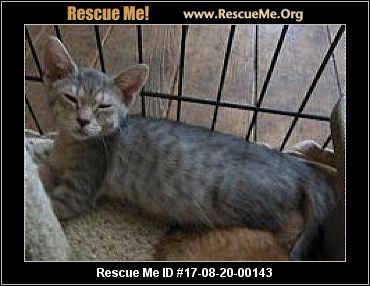 cat michigan rescue rescueme cats