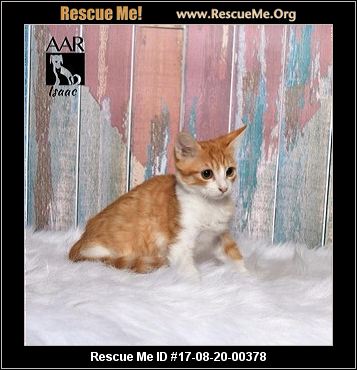 Texas Cat Rescue ― ADOPTIONS ― RescueMe.Org