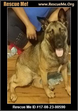 belgian shepherd malinois rescue georgia belgian malinois rescue u2015 adoptions u2015 rescueme org belgian shepherd malinois rescue georgia belgian malinois rescue u2015 adoptions u2015 rescueme org