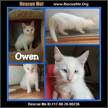 Get Siamese Cat Adoption San Antonio Photos