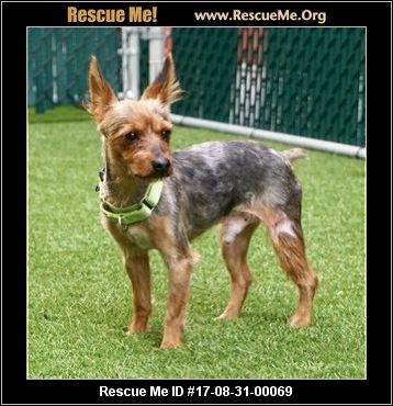 yorkie rescue ct connecticut yorkie rescue adoptions rescueme org yorkie rescue ct connecticut yorkie rescue adoptions rescueme org
