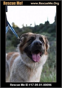 australian shepherd rescue california california australian shepherd rescue u2015 adoptions u2015 rescueme org australian shepherd rescue california california australian shepherd rescue u2015 adoptions u2015 rescueme org