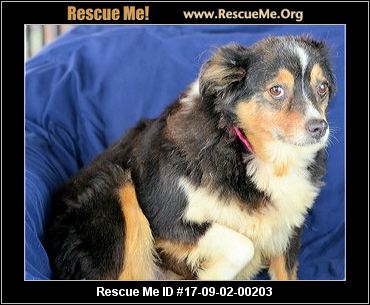 australian shepherd furever colorado australian shepherd rescue u2015 adoptions u2015 rescueme org australian shepherd furever colorado australian shepherd rescue u2015 adoptions u2015 rescueme org