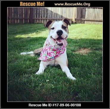 Not Spayed Female Dog Adopt Rescue Ohio Not Spayed Female Dog Adopt Rescue Ohio