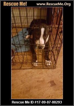 south carolina australian shepherd rescue south carolina australian shepherd rescue u2015 adoptions u2015 rescueme org south carolina australian shepherd rescue south carolina australian shepherd rescue u2015 adoptions u2015 rescueme org