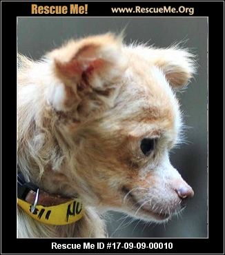 Oregon Poodle Rescue ― Adoptions ― Rescueme Org