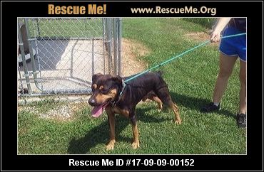 ohio rottweiler rescue ohio rottweiler rescue adoptions rescueme org ohio rottweiler rescue ohio rottweiler rescue adoptions rescueme org