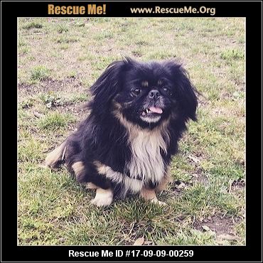 California Pekingese Rescue ― Adoptions ― Rescueme Org