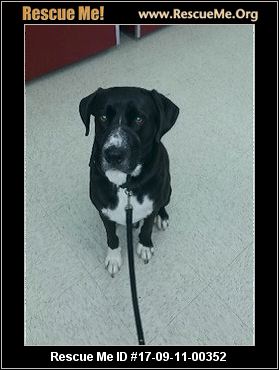bluetick coonhound puppies for sale in texas texas bluetick coonhound rescue u2015 adoptions u2015 rescueme org bluetick coonhound puppies for sale in texas texas bluetick coonhound rescue u2015 adoptions u2015 rescueme org