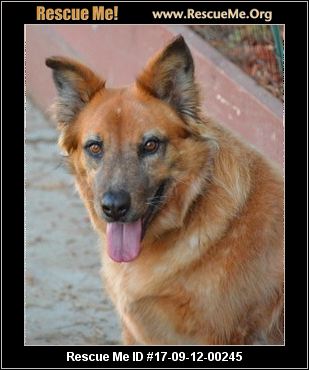 australian shepherd queensland heeler texas australian cattle dog rescue u2015 adoptions u2015 rescueme org australian shepherd queensland heeler texas australian cattle dog rescue u2015 adoptions u2015 rescueme org