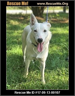 american eskimo dog washington state tennessee american eskimo dog rescue u2015 adoptions u2015 rescueme org american eskimo dog washington state tennessee american eskimo dog rescue u2015 adoptions u2015 rescueme org