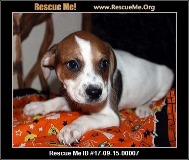 bluetick coonhound puppies indiana pennsylvania bluetick coonhound rescue u2015 adoptions u2015 rescueme org bluetick coonhound puppies indiana pennsylvania bluetick coonhound rescue u2015 adoptions u2015 rescueme org