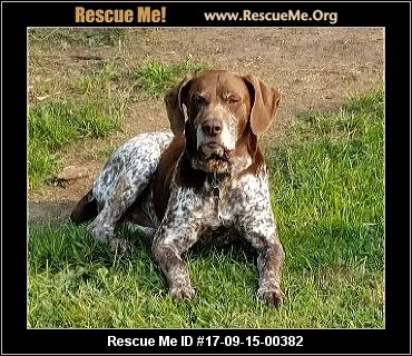 wisconsin german shorthaired pointer rescue adoptions wisconsin german shorthaired pointer rescue adoptions