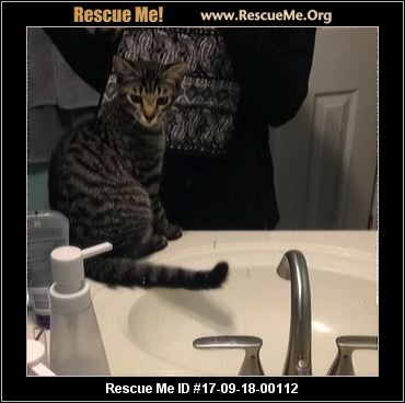 Georgia Cat Rescue ― ADOPTIONS ― RescueMe.Org