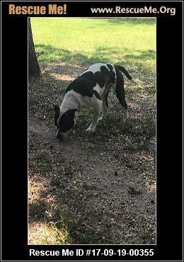 south texas australian shepherd rescue new jersey australian shepherd rescue u2015 adoptions u2015 rescueme org south texas australian shepherd rescue new jersey australian shepherd rescue u2015 adoptions u2015 rescueme org
