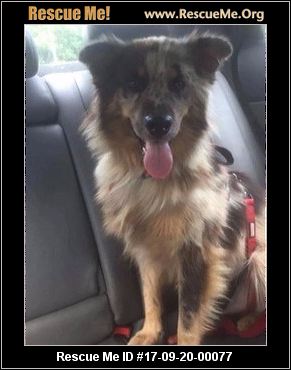 south carolina australian shepherd rescue north carolina australian shepherd rescue u2015 adoptions u2015 rescueme org south carolina australian shepherd rescue north carolina australian shepherd rescue u2015 adoptions u2015 rescueme org