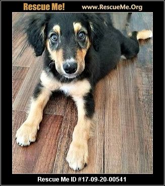 australian shepherd puppies for sale 34655 florida australian shepherd rescue u2015 adoptions u2015 rescueme org australian shepherd puppies for sale 34655 florida australian shepherd rescue u2015 adoptions u2015 rescueme org