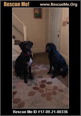 bluetick coonhound puppies illinois wisconsin bluetick coonhound rescue u2015 adoptions u2015 rescueme org bluetick coonhound puppies illinois wisconsin bluetick coonhound rescue u2015 adoptions u2015 rescueme org