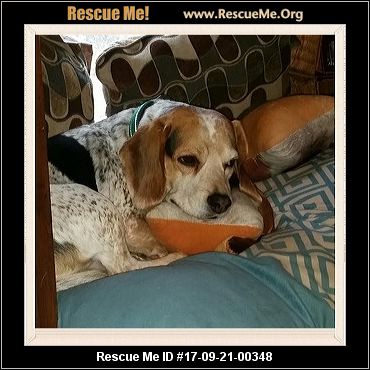 bluetick coonhound puppies for sale in ohio ohio bluetick coonhound rescue u2015 adoptions u2015 rescueme org bluetick coonhound puppies for sale in ohio ohio bluetick coonhound rescue u2015 adoptions u2015 rescueme org
