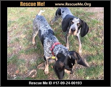 bluetick coonhound puppies indiana michigan bluetick coonhound rescue u2015 adoptions u2015 rescueme org bluetick coonhound puppies indiana michigan bluetick coonhound rescue u2015 adoptions u2015 rescueme org