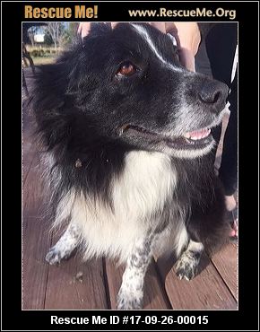 rescue shepherd australian tennessee rescueme eren male