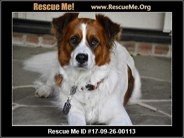 south carolina australian shepherd rescue north carolina australian shepherd rescue u2015 adoptions u2015 rescueme org south carolina australian shepherd rescue north carolina australian shepherd rescue u2015 adoptions u2015 rescueme org