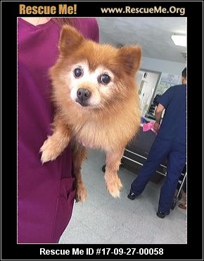 rescue me pomeranian new york pomeranian rescue adoptions rescueme org rescue me pomeranian new york pomeranian rescue adoptions rescueme org
