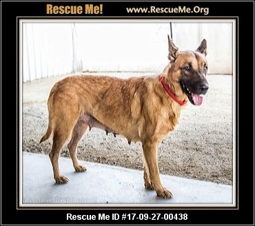 belgian shepherd malinois rescue arizona belgian malinois rescue u2015 adoptions u2015 rescueme org belgian shepherd malinois rescue arizona belgian malinois rescue u2015 adoptions u2015 rescueme org