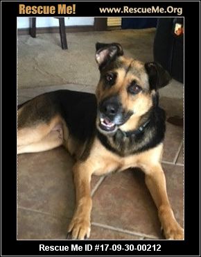 belgian shepherd malinois rescue connecticut belgian malinois rescue u2015 adoptions u2015 rescueme org belgian shepherd malinois rescue connecticut belgian malinois rescue u2015 adoptions u2015 rescueme org
