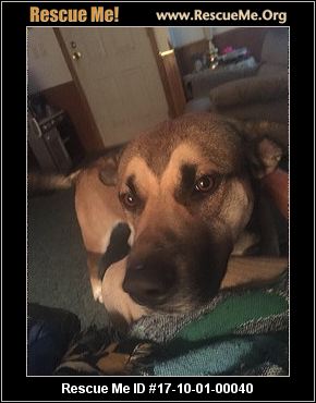 belgian shepherd malinois rescue alabama belgian malinois rescue u2015 adoptions u2015 rescueme org belgian shepherd malinois rescue alabama belgian malinois rescue u2015 adoptions u2015 rescueme org