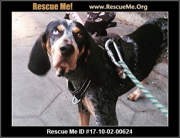 bluetick coonhound kennels in ga georgia bluetick coonhound rescue u2015 adoptions u2015 rescueme org bluetick coonhound kennels in ga georgia bluetick coonhound rescue u2015 adoptions u2015 rescueme org