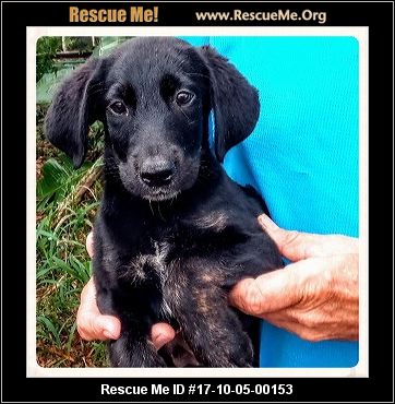 australian shepherd puppies for sale 34655 florida australian shepherd rescue u2015 adoptions u2015 rescueme org australian shepherd puppies for sale 34655 florida australian shepherd rescue u2015 adoptions u2015 rescueme org