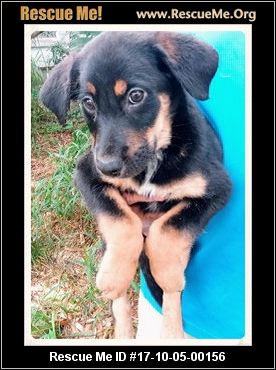australian shepherd jacksonville florida australian shepherd rescue u2015 adoptions u2015 rescueme org australian shepherd jacksonville florida australian shepherd rescue u2015 adoptions u2015 rescueme org