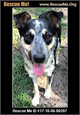 pomeranian x australian shepherd florida australian shepherd rescue u2015 adoptions u2015 rescueme org pomeranian x australian shepherd florida australian shepherd rescue u2015 adoptions u2015 rescueme org