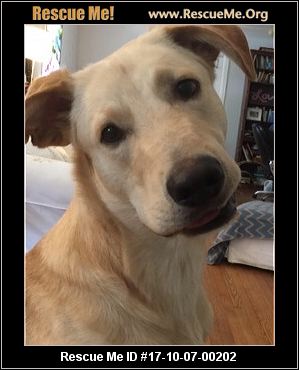 south carolina australian shepherd rescue north carolina anatolian shepherd rescue u2015 adoptions u2015 rescueme org south carolina australian shepherd rescue north carolina anatolian shepherd rescue u2015 adoptions u2015 rescueme org