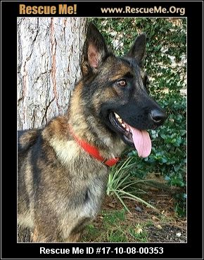 belgian shepherd rescue california california belgian malinois rescue u2015 adoptions u2015 rescueme org belgian shepherd rescue california california belgian malinois rescue u2015 adoptions u2015 rescueme org
