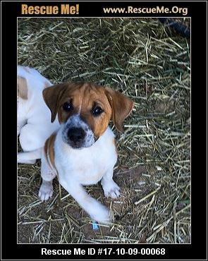 bluetick coonhound dander north carolina bluetick coonhound rescue u2015 adoptions u2015 rescueme org bluetick coonhound dander north carolina bluetick coonhound rescue u2015 adoptions u2015 rescueme org