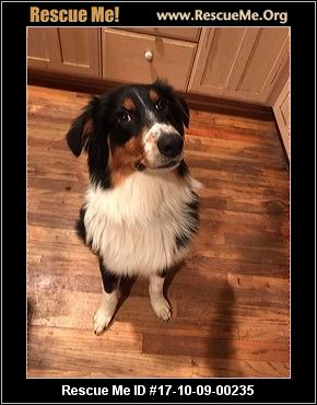 australian shepherd los angeles california australian shepherd rescue u2015 adoptions u2015 rescueme org australian shepherd los angeles california australian shepherd rescue u2015 adoptions u2015 rescueme org