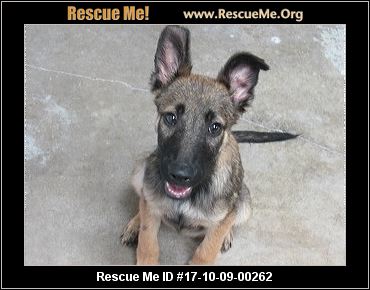 belgian shepherd malinois rescue new mexico belgian malinois rescue u2015 adoptions u2015 rescueme org belgian shepherd malinois rescue new mexico belgian malinois rescue u2015 adoptions u2015 rescueme org