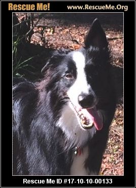 Florida Border Collie Rescue ― Adoptions ― Rescueme Org