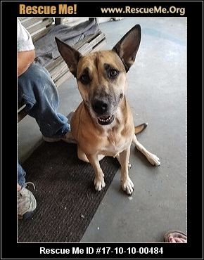 belgian shepherd malinois rescue indiana belgian malinois rescue u2015 adoptions u2015 rescueme org belgian shepherd malinois rescue indiana belgian malinois rescue u2015 adoptions u2015 rescueme org