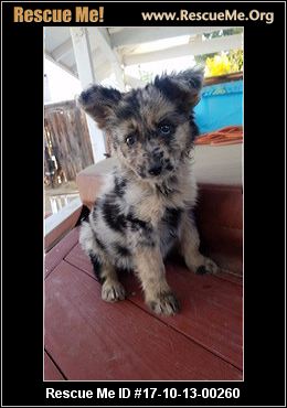 belgian shepherd rescue california california australian shepherd rescue u2015 adoptions u2015 rescueme org belgian shepherd rescue california california australian shepherd rescue u2015 adoptions u2015 rescueme org
